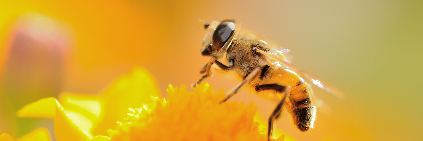 Welt-Bienen-Tag